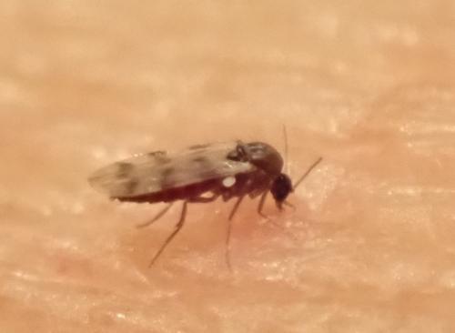 Culicoides obsoletus